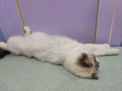 -喵的天空名猫咖啡馆·撸猫·猫舍·用品