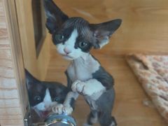 -山宅一喵德文卷毛猫舍