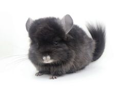 -龙猫仔乐园(惠福东路店)