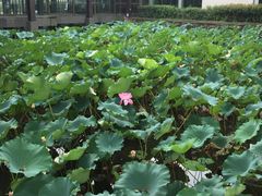 -绍兴鉴湖君澜大酒店