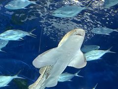 -上海海洋水族馆