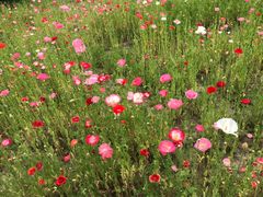 -昆山城市生态森林公园