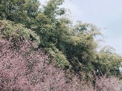 -望江楼公园