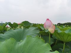 -嘉北郊野公园
