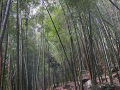 -黄山翡翠谷景区