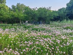 -昆山城市生态森林公园