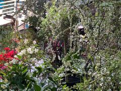 -武汉花鸟市场