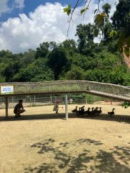 -阿菠萝小猪农场·萌宠乐园·亲子游·研学