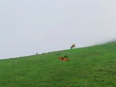 -大姆山草场