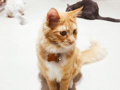 -藏猫猫咖啡主题馆(中央大道店)