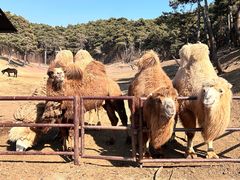 -沈阳森林动物园