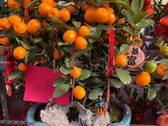 -越秀西湖花市(广州城市广场花卉店)
