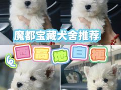 -萌宠之家·腊肠犬·马尔泰·小体犬舍