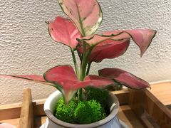 -韩萍老南京馄饨(河西万达店)