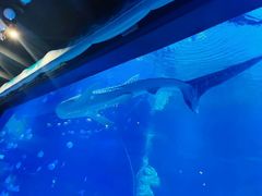 -烟台海昌鲸鲨海洋公园