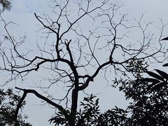 -番禺大夫山森林公园