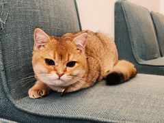 -猫在这儿猫咪咖啡馆·撸猫馆