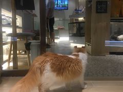 -momokira米努特·德文卷毛猫·棉花面纱犬