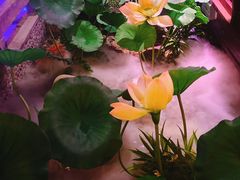 -韵秋荷(宝山龙湖天街店)