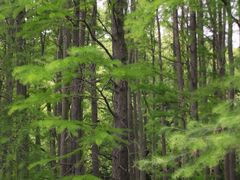 -上海共青森林公园