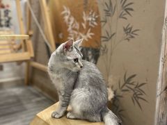 -楼上猫咖(罗湖店)