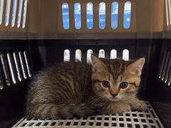 -瑞鹏宠物医院·普外科·影像科·皮肤科(城市山谷分院)