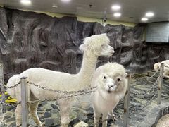 -上海大自然野生昆虫馆(东方明珠·爬宠昆虫探索中心)