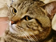 -Catmate·猫肥家润(金润铂宫店)