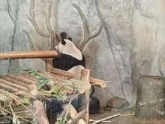-深圳野生动物园