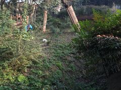 -成都大熊猫繁育研究基地