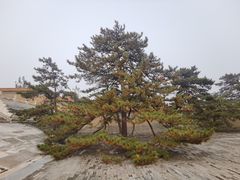 -清西陵
