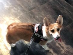 -美联众合动物医院(唯恩分院)