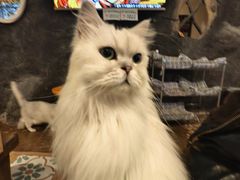 -猫猫幼稚园·撸猫·桌游·电玩