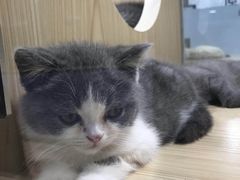 -屋虎猫馆(宝安大仟里店)