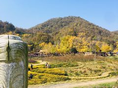 -千年银杏谷文化旅游区
