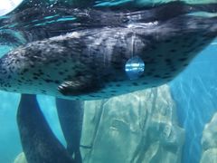 -多彩贵州城极地海洋世界