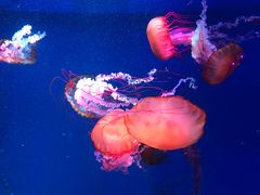 -青岛海底世界-水族馆