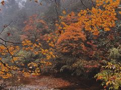 -龙苍沟森林公园