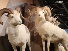 -陕西自然博物馆