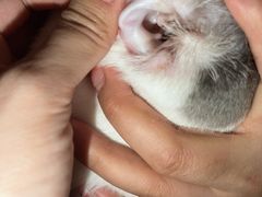 -贝康宠物医院·犬猫全科·小动物特色诊疗中心(东环路店)