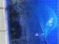 -黄记大闸蟹专卖店·活蟹·醉蟹