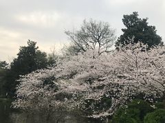 -西湖外事游船(花港观鱼码头)