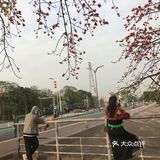 木棉花开 飞絮濛濛