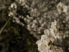 -高东镇樱花园