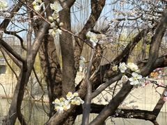 -桃花堤公园