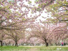 -莲花池公园