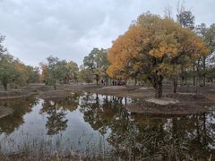 -金塔沙漠胡杨林景区