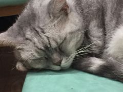 -猫色咖啡·猫咖