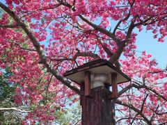 -风云岭森林公园