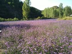 -紫海香堤香草艺术庄园
